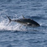 540272_258285974265841_781997938_n